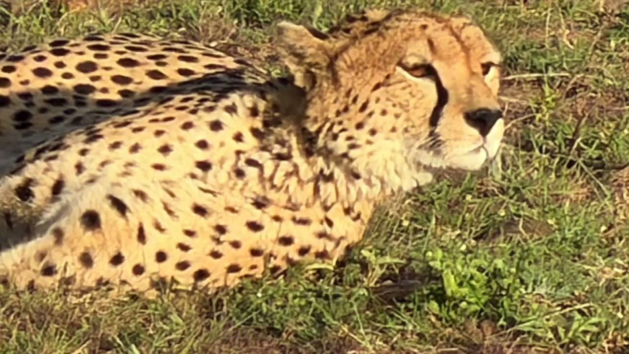 Tanzania and Kenya Safari 2026