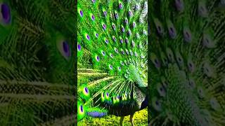 Original video wild Peacock Power Display — A Hypnotic Love Dance You Can’t Look Away From | Birds.
