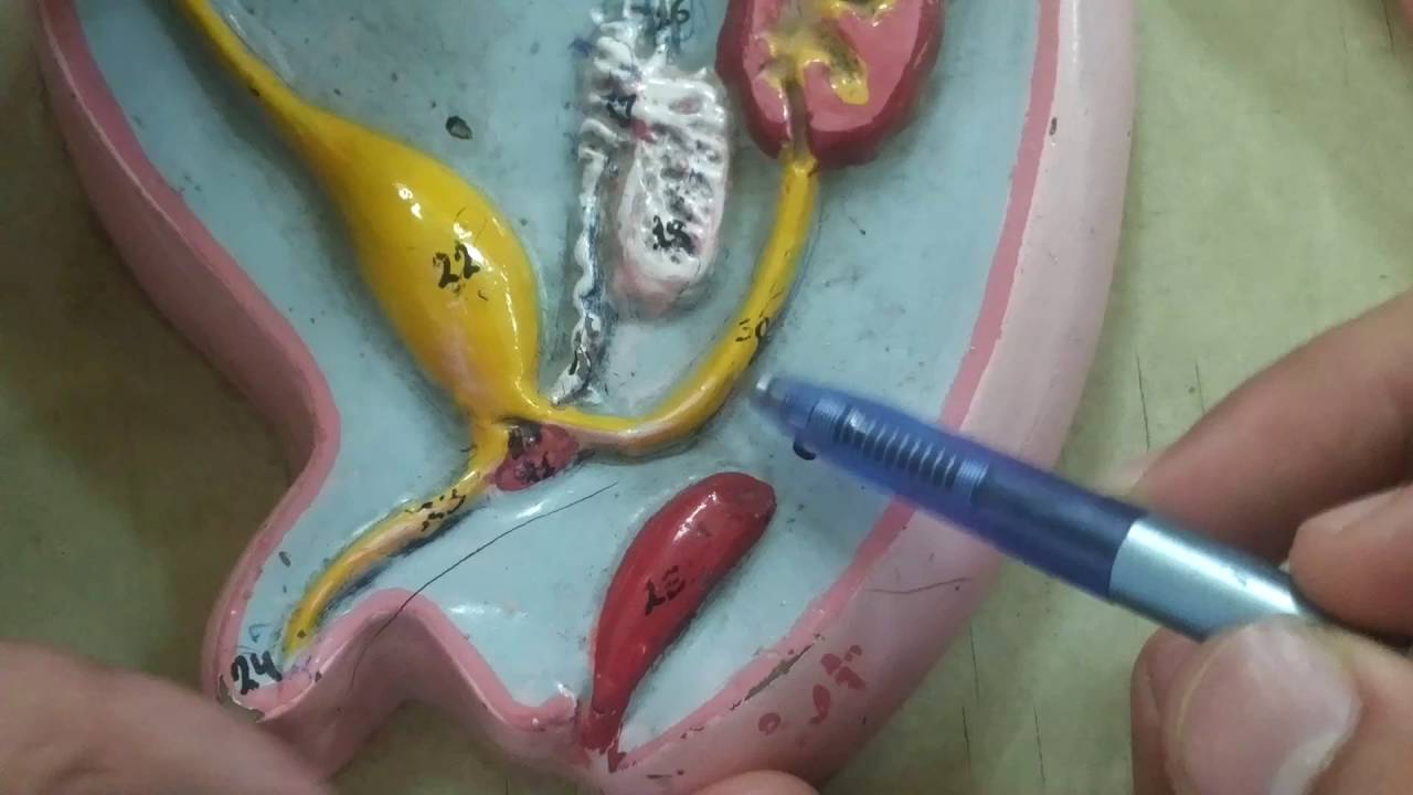 Development of Urogenital System and GIT (Part 2)