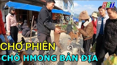khám phá khu vực chợ chó hmong BẮC HÀ  - chó bản địa vùng cao