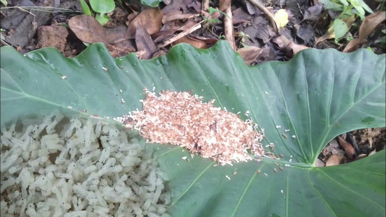 cara memisahkan kroto dari semut rangrang 