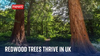 Tremendous trees: World’s largest trees flourishing in UK