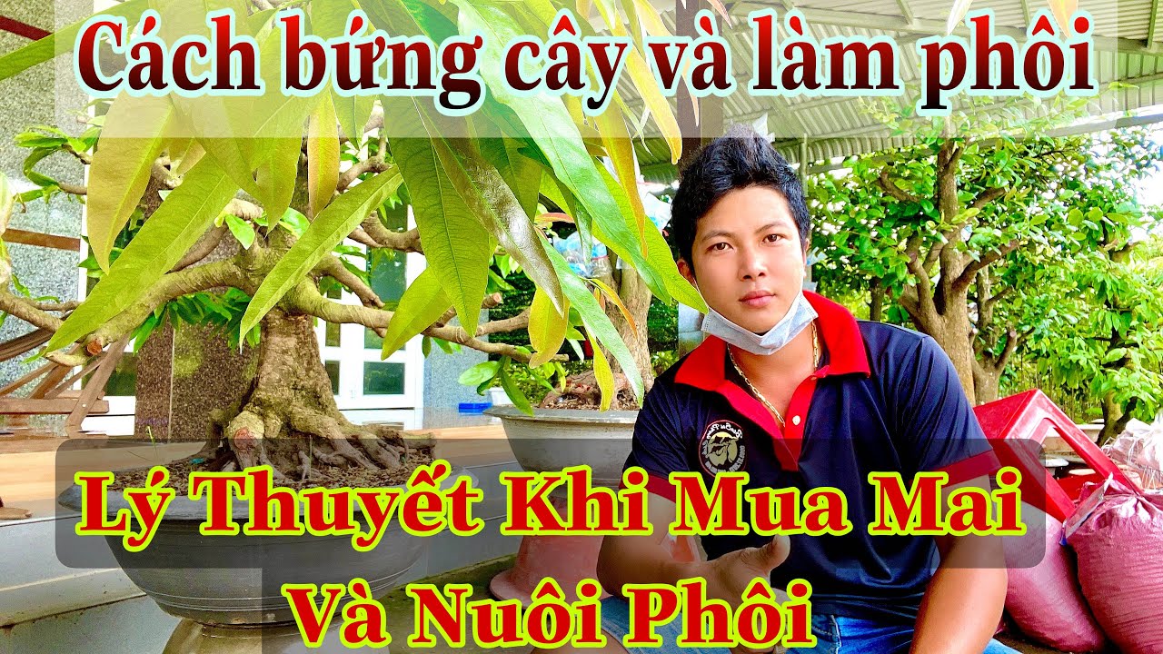 cách bứng cây mai vàng và chăm sóc | chia sẻ 1 số cách nuôi mai vàng ( lý thuyết ) nuôi mai vàng