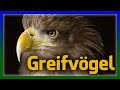 Greifvögel | Rotmilan, Fischadler und Seeadler im Flug