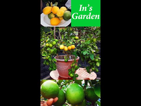 Video: Lemon Lembut Di Pohon: Mengapa Lemon dalam Pot Menjadi Lembut