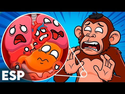 ¿Tus Órganos son Diferentes a Los de un MONO?