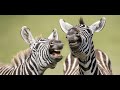 Лучшие смешные видео с животными 🤣 10 минут смеха #3