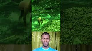 AI Generated Educational Story | Inspiring Wildlife &amp; Life Lessons (Fictional Storytelling)