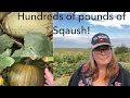 Picking and storing the winter squash. 2021.