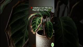 Calathea Plant Care Mistakes🌿 #CalatheaCare #PlantMistakes #HouseplantTips #IndoorPlants #PlantCare