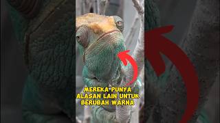 Fakta Mengejutkan Bunglon Punya Alasan Lain Ubah Warna shorts