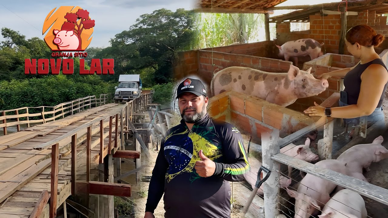 SUINOCULTURA NAS ESTRADAS DO MARANHÃO E PIAUÍ COM A SNL 🚛🇧🇷