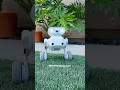 Meet Beni :) My 4k Autonomous Camera Robot from MondoRobotics.com