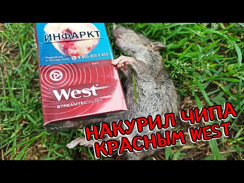 Обзор на знаменитый красный West