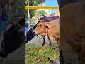 Animal Lovers Assemble #short #youtubeshorts #animals #cow #farmer #trending #shorts #viral