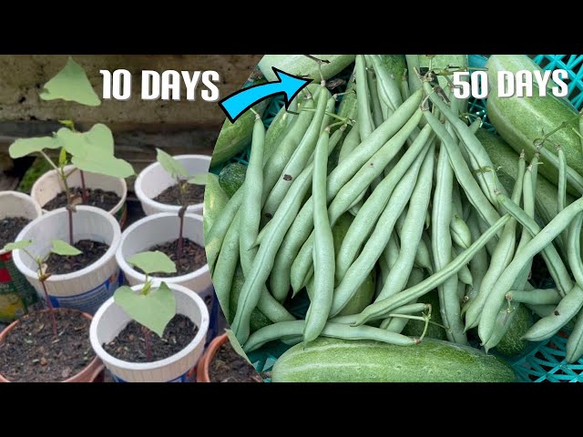 French Beans Archives - Semillas Batlle - Huerto y Jardín