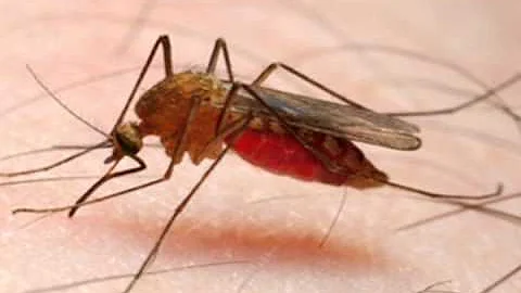 Fight the Bite (1 of 3) - Avoid West Nile Virus! -Hamilton County Public Health