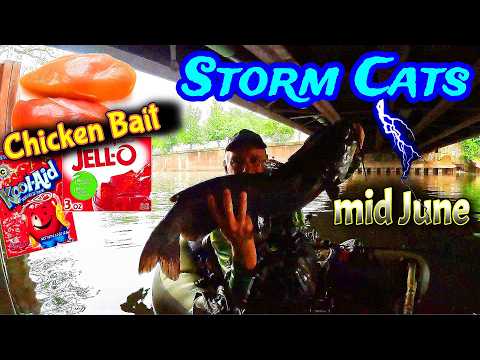 Huge Thunderstorm Channel Cats - Kool AID Chicken