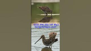 Dẽ Giun Đuôi Xòe tách loa | 0333996889 | Tieng chim goc 178