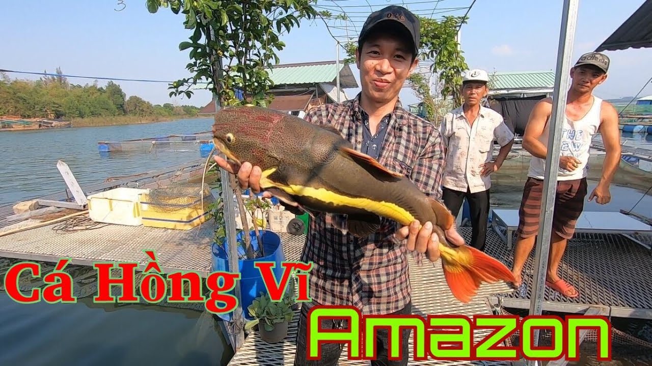 Cá Hồng Vĩ ( Amazon) | Câu Cá Xác Sọc, Lăng Hồ Thủy Điện Trị An ( Bè Cá ...