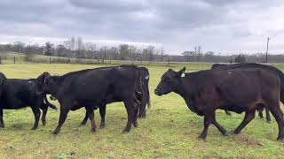 60 plus Hd available solid mouth and younger heavy breds 1000 each 12 Hd Of Solid Mouth And Younger Short Bred Cattle Bred 2 3 Months 800 Each