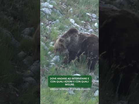 Video DigitAP - Quanti sono gli bruni marsicani tra Abruzzo, Lazio e Molise?