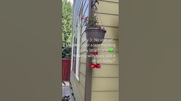 🍃No hummingbird yet on Day 3..that’s nature ,maybe it’ll come later, 🌸Stay tuned#naturemoments