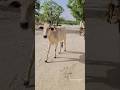 Cow Walk 😁😅/#shorts #cow #cowshorts #cowsound #animalontheway #cowvideos #cowvoice #cowvideo #funny