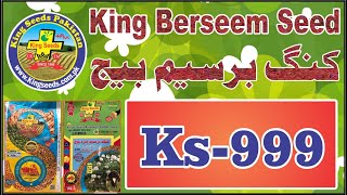 Berseem (Clover) Seeds | King Seeds Pakistan |