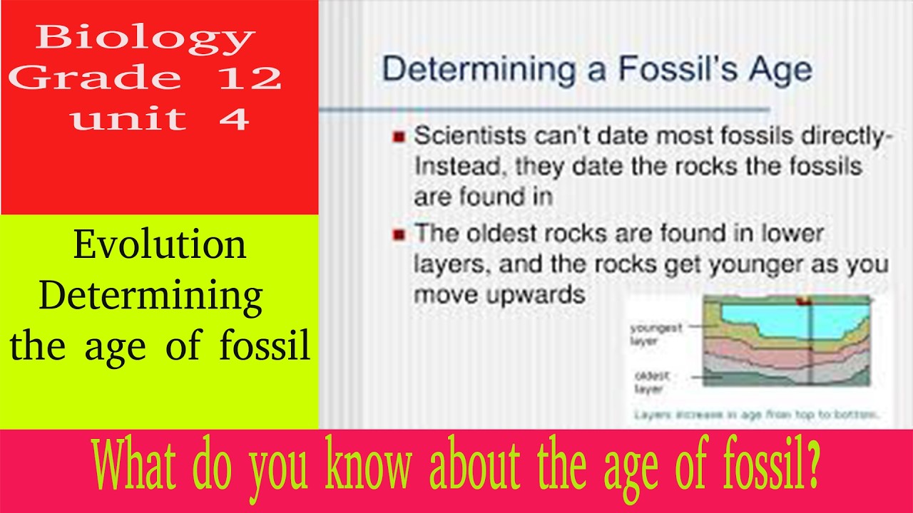Determining the age of fossil | evolution | biology | grade 12 | unit 4 | Teacher Melaku
