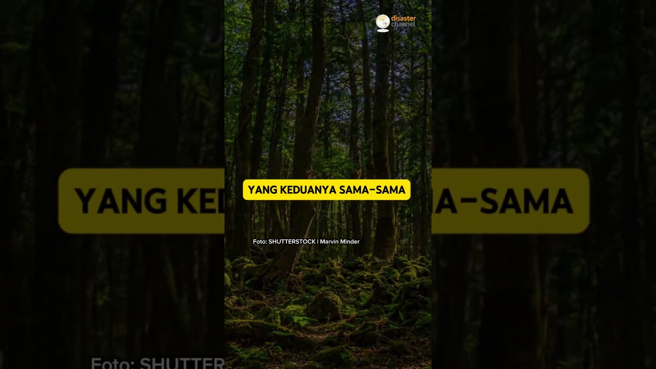Wana & Alas,Toponimi Penanda Degradasi Lingkungan.#info #toponimi #localknowledge #hutan #geography