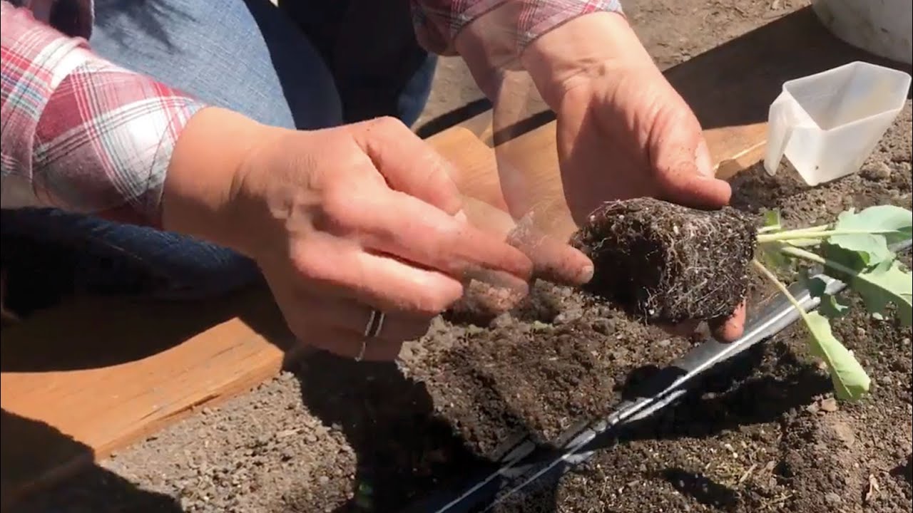 Как вырастить здоровые, свободные от вредителей органические крестоцветные овощи