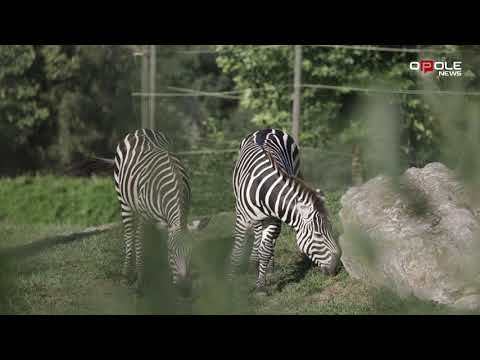 Wideo: Zebra Burchella: zdjęcie, opis, siedlisko, styl życia