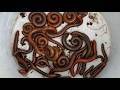 I Found This Many Millipedes in One Place