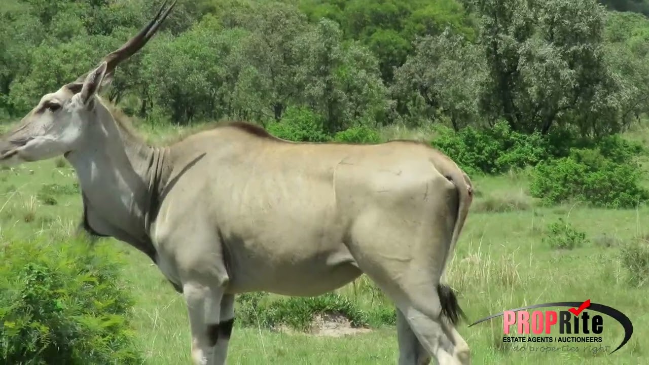 PR1346 Well developed Game Farm with Lodge Mookgopong Naboomspruit 408 ha Limpopo