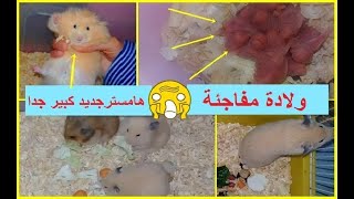 في يوم واحد صار عندي 16 هامستر  انصدمت 