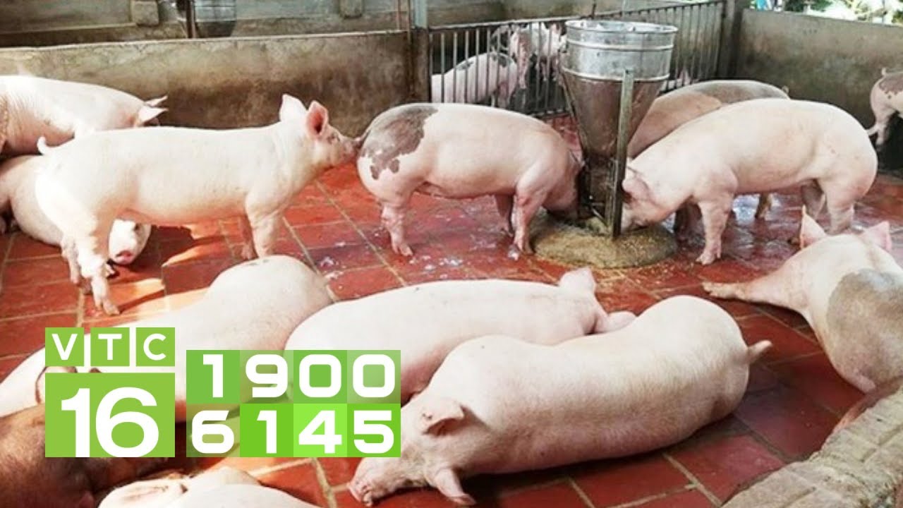 Cách chữa lợn bỏ ăn, bị sốt, liệt chân | VTC16