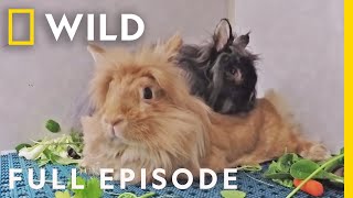 Animal ER: Down the Rabbit Hole (Full Episode) | Nat Geo Wild by Nat Geo WILD 18,601 views 1 month ago 44 minutes