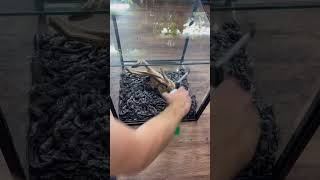 Background Tutorial #everevolvingexotics #reptileshop #tucson #arizona #howto #reptiles #myprocess