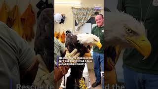 Rescued bald eagle is 'likely' Jackie from Big Bear nest
