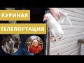 Перевозим кур в новый дом // Васька и его друзья // Во всем всегда виноват Дима