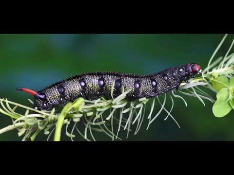 Video Quá trình sinh trưởng và phát triển của loài sâu... - youtube