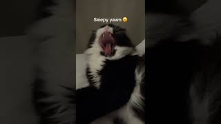 Same energy as me before coffee #cat #sleepycat #yawningcat