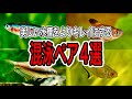 熱帯魚好き必見！Sasunoが選ぶオススメ混泳ペア4選！【アクアリウム 淡水魚】