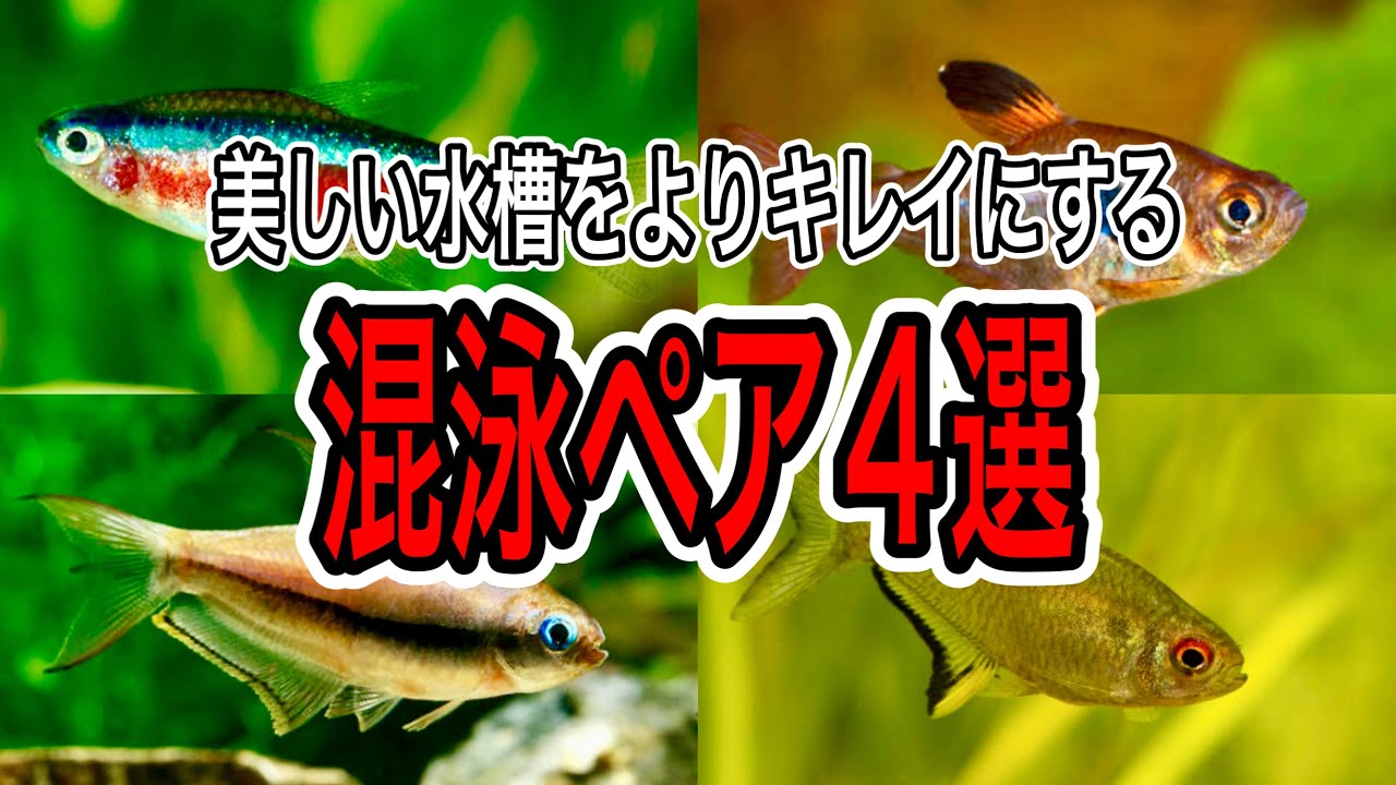 熱帯魚好き必見！Sasunoが選ぶオススメ混泳ペア4選！【アクアリウム