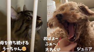 こむぎ　と　らな…おしっこ失敗の現行犯逮捕ーー！！(^^♪ by 5ワン1ニャン らなチャンネル 142 views 4 weeks ago 4 minutes, 22 seconds