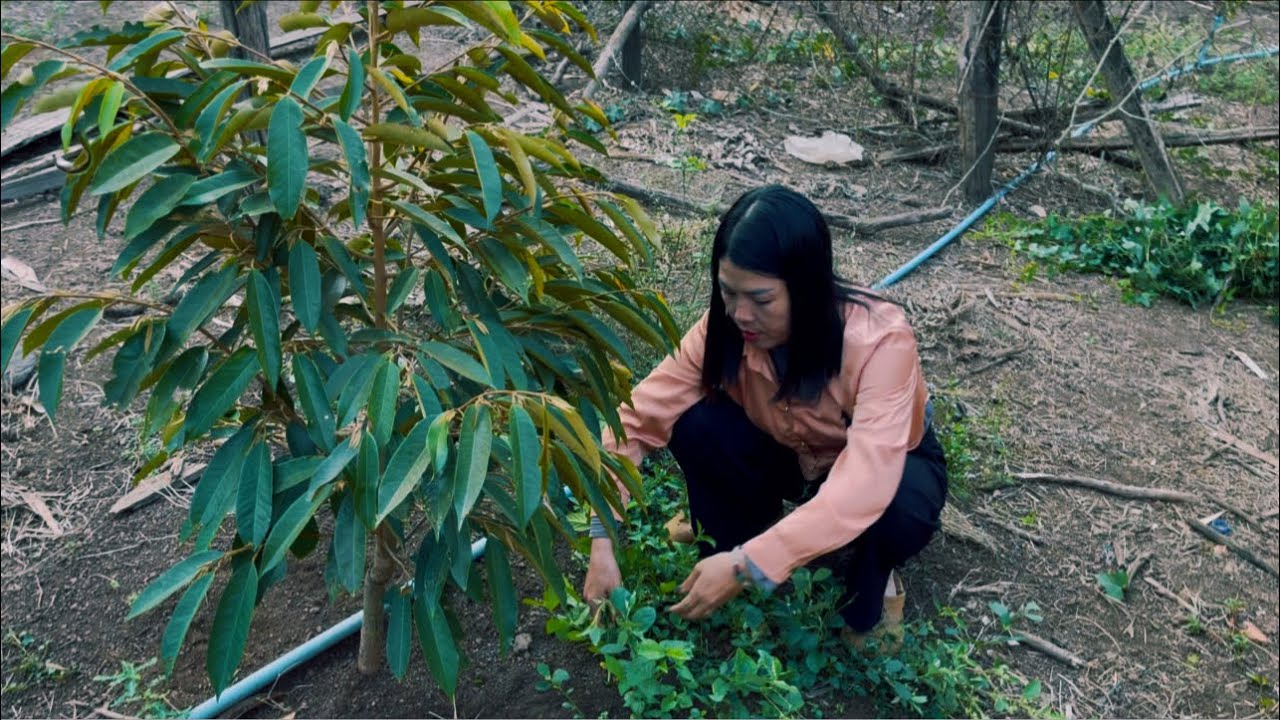 ទៅតែងក្តឹបធុរេន Go and make durian cakes at home.@SokleangFamilylife