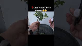 Making a Rose Bonsai from Nursery Material.??bonsai gardening rose rosebonsai