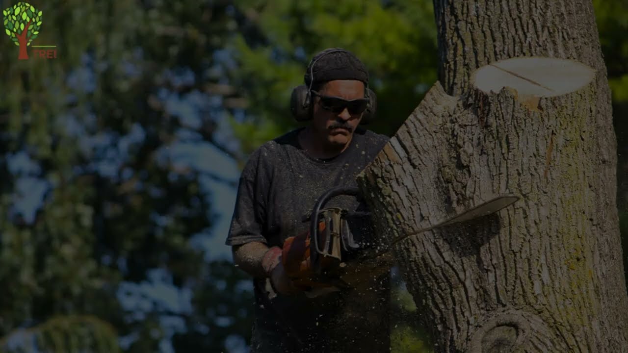 Tree Care Services Sacramento Expert Tips and Key Points