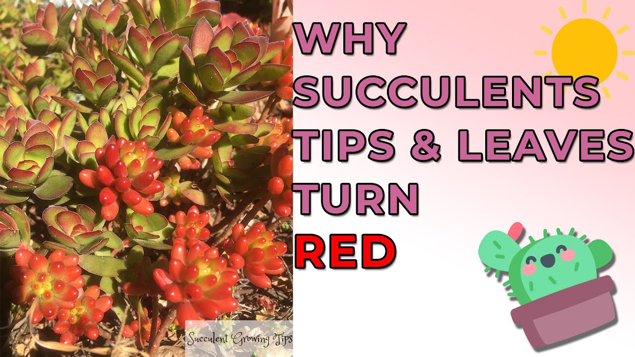 Why Succulents Tips And Leaves Turn Red (And Other Colours) & Is It
